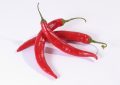 Chilli papričky