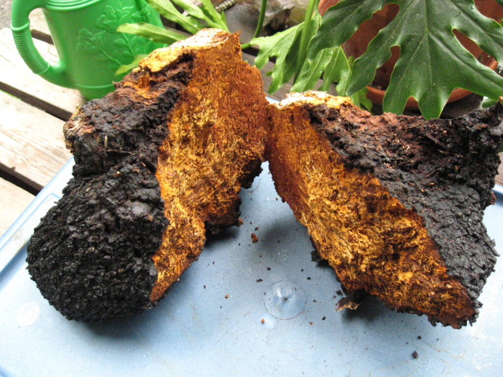 Chaga