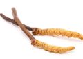 Cordyceps