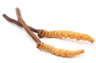 Cordyceps