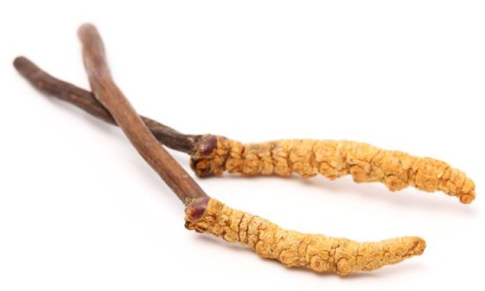 Cordyceps