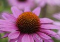 Echinacea