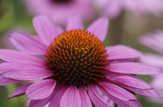 Echinacea