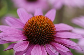 Echinacea