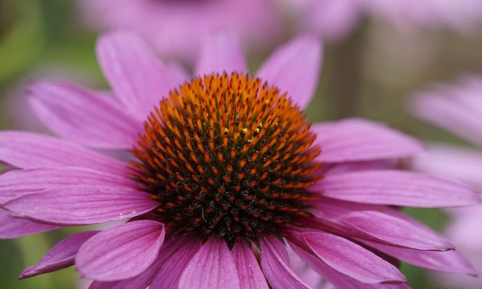 Echinacea