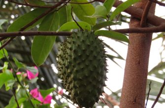 Graviola