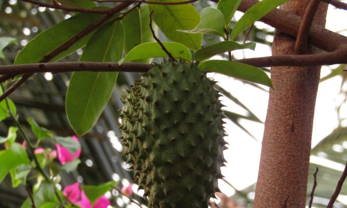 Graviola