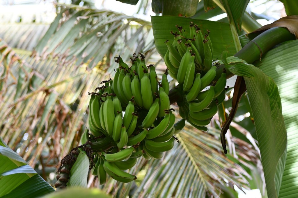 Banánovníky