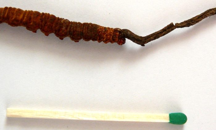 Cordyceps sinensis