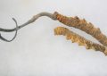 Cordyceps