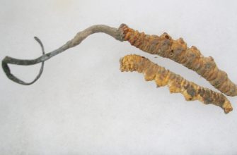 Cordyceps