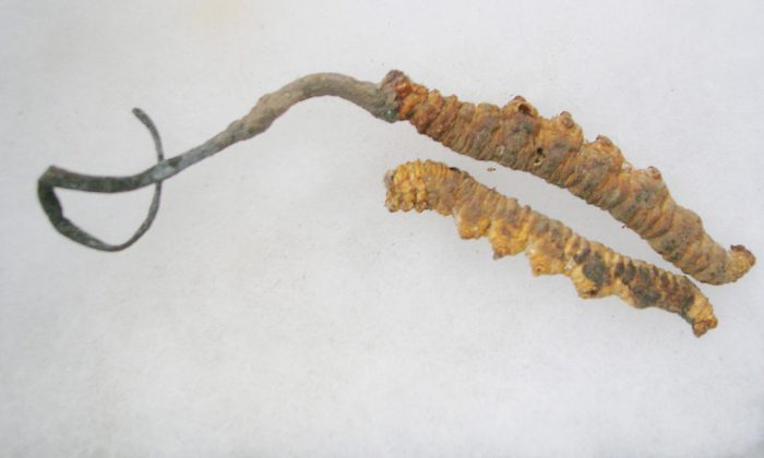 Cordyceps