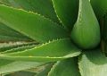 Aloe