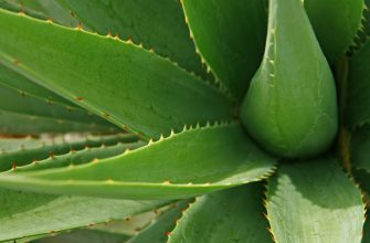 Aloe