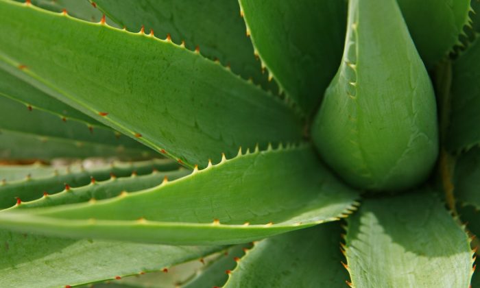 Aloe