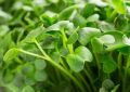 Microgreens