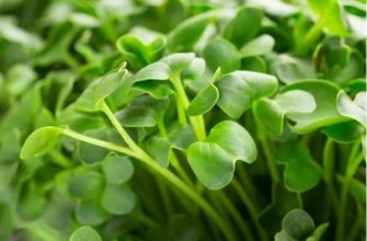 Microgreens