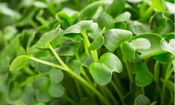 Microgreens