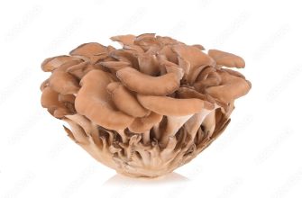 Maitake