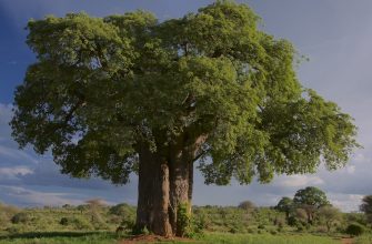 Baobab