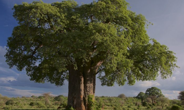 Baobab