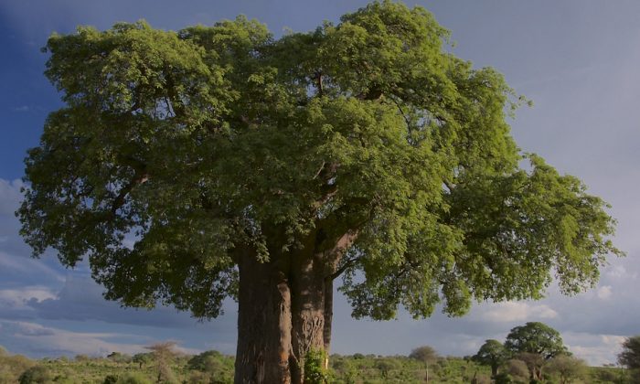 Baobab