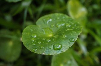 Gotu kola