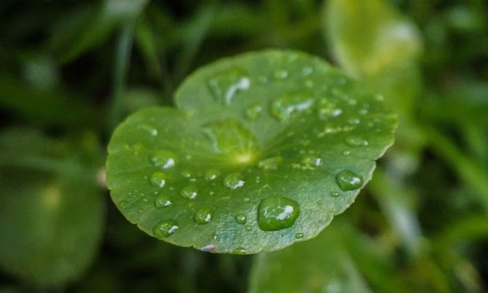 Gotu kola