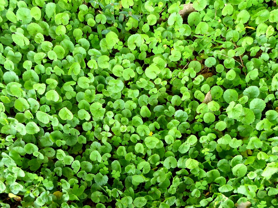 Gotu kola