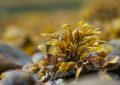 Sea moss