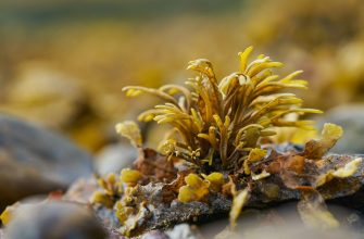 Sea moss