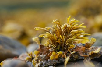 Sea moss