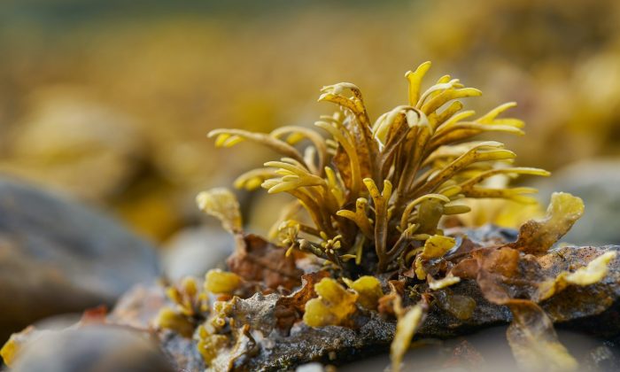 Sea moss