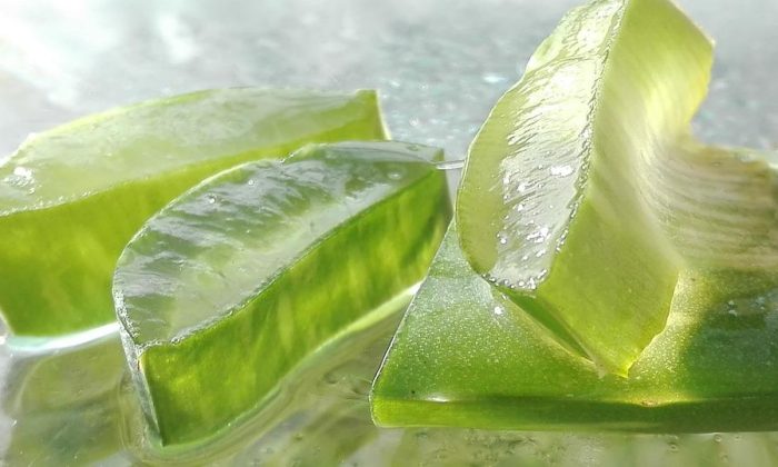 Aloe vera
