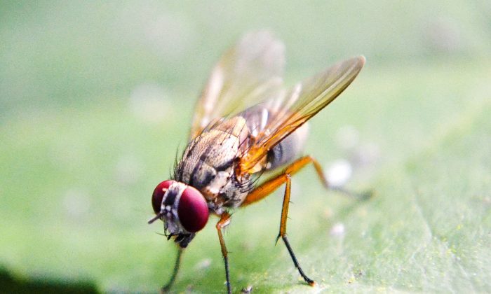 Octomilka