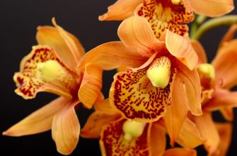 Orchidej