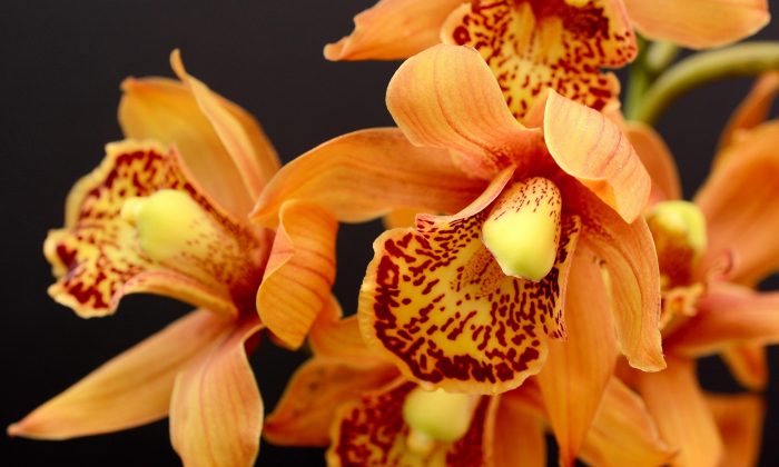Orchidej