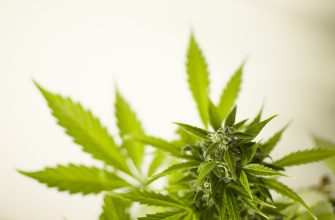 Marihuana