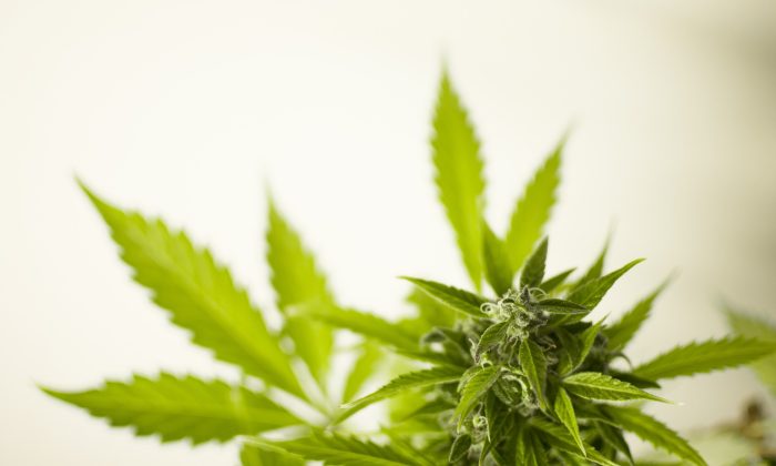 Marihuana