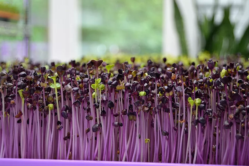 Microgreens