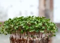 Microgreens