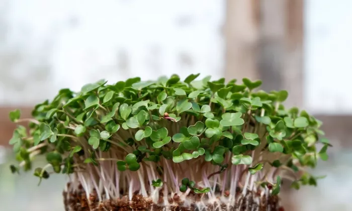 Microgreens