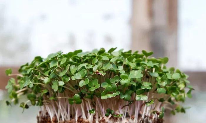 Microgreens