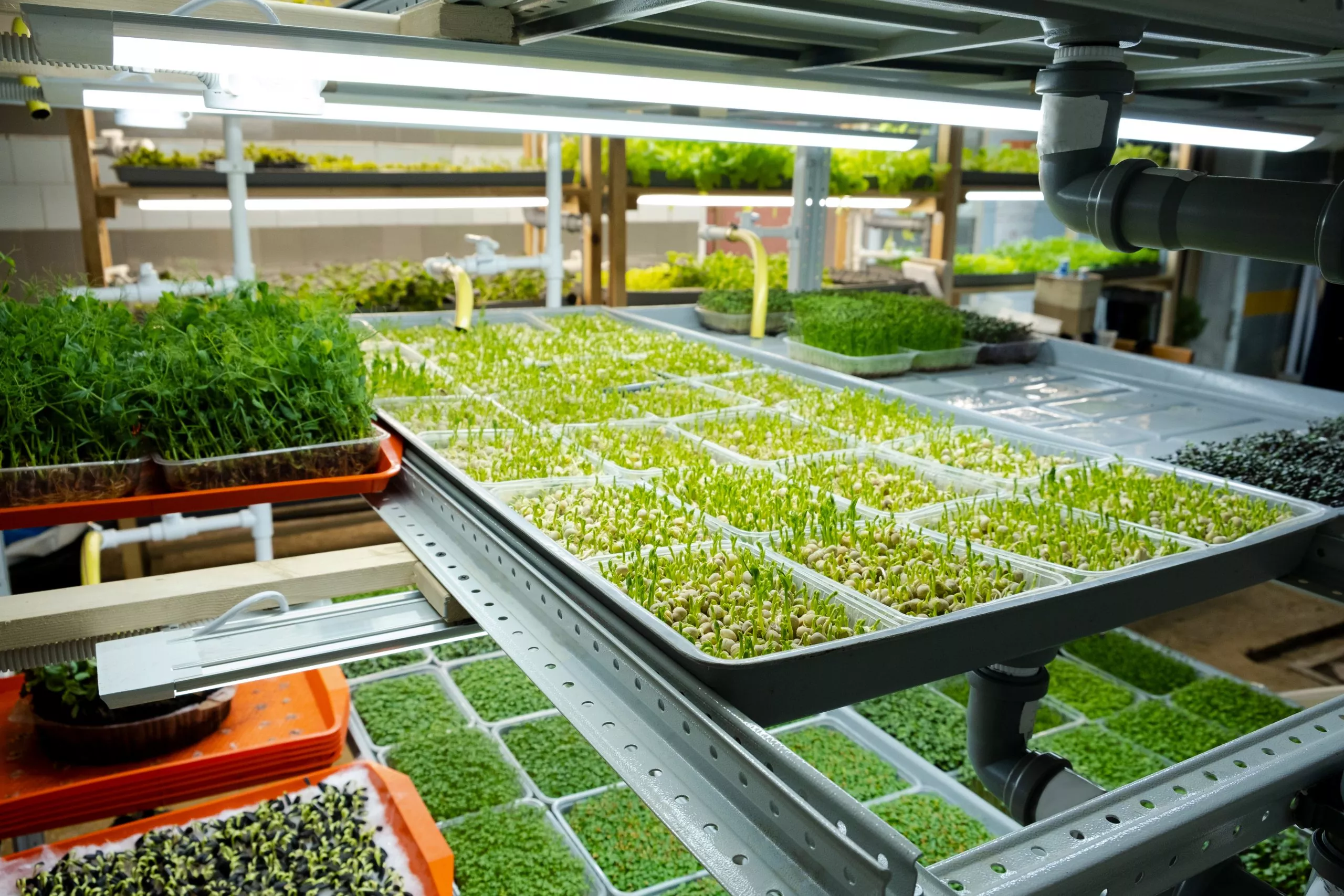 Microgreens