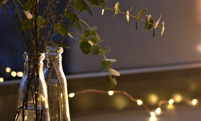 Eucalyptus 2