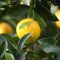 Citrony
