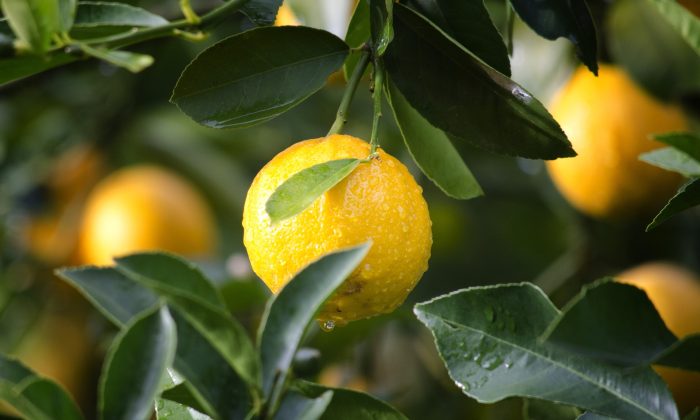 Citrony