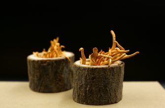 Cordyceps