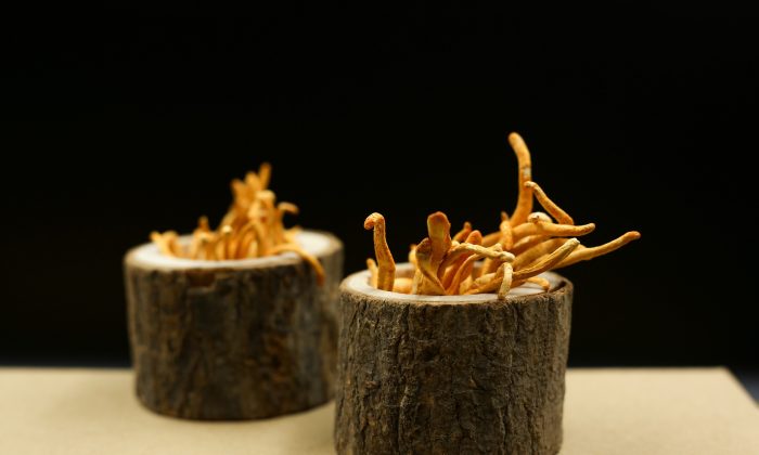 Cordyceps