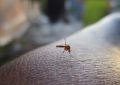 Horečka dengue